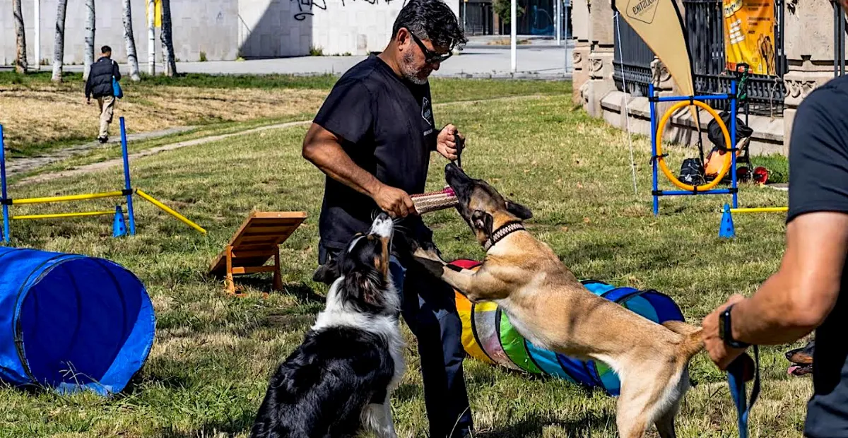 Trabajo con perros