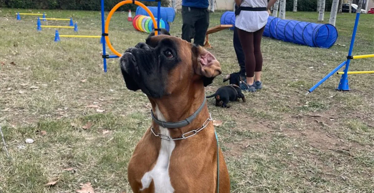 Conexión perro guía