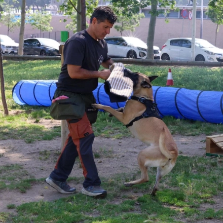 Agility Holistik9