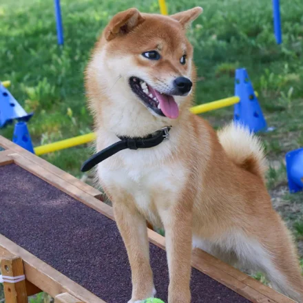 Educación de Cachorros