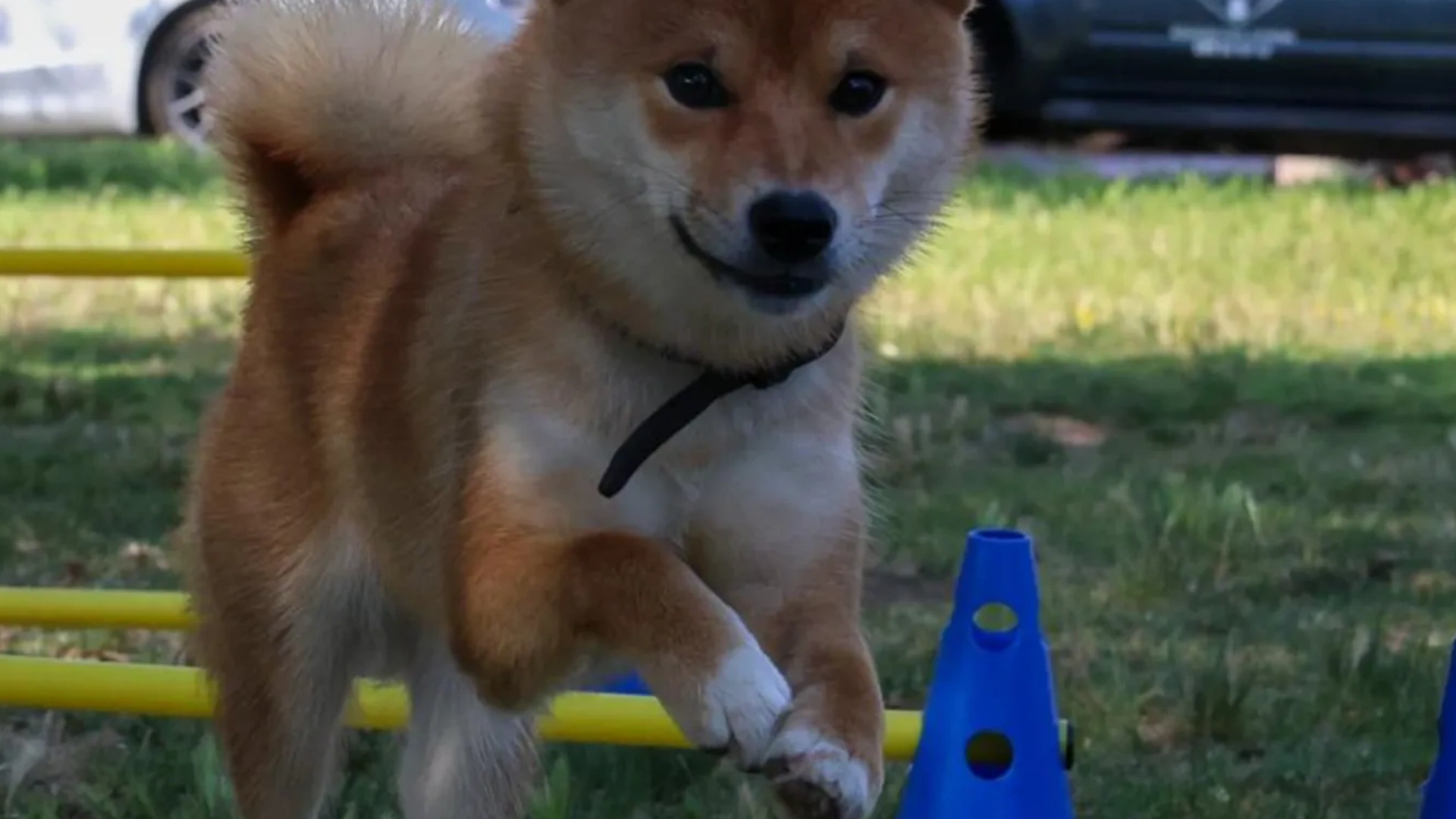 Agility Barcelona