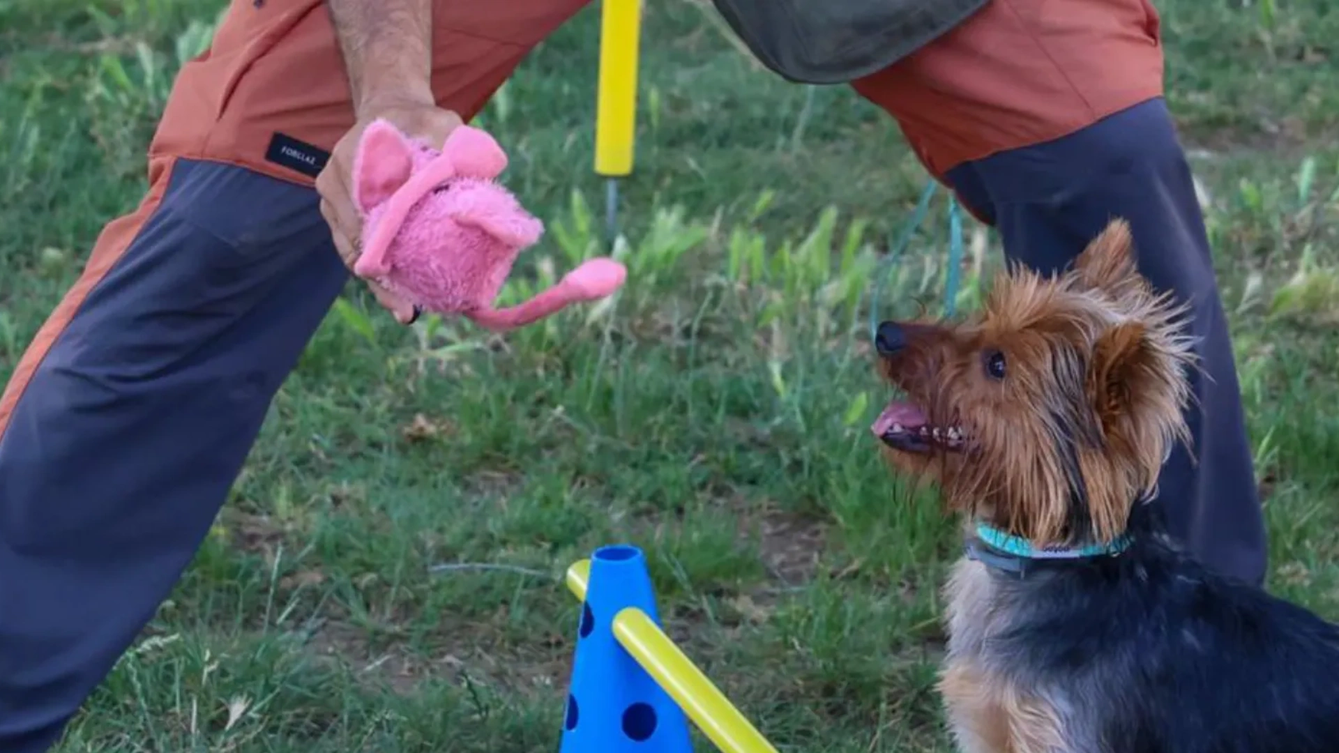 Agility Barcelona