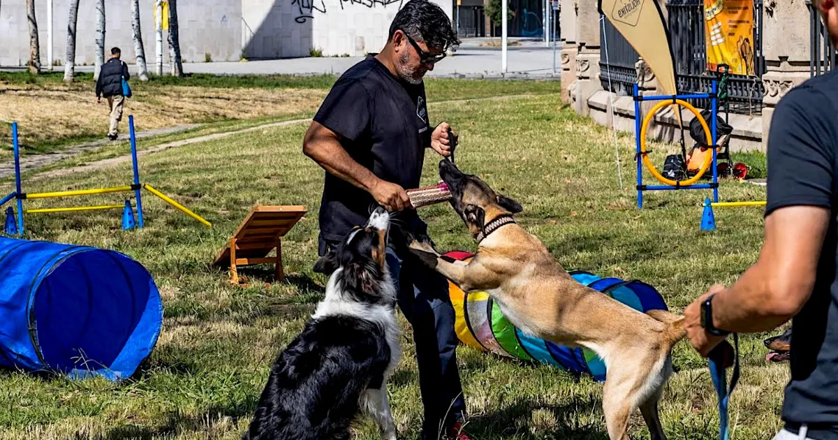 Agility HolistiK9