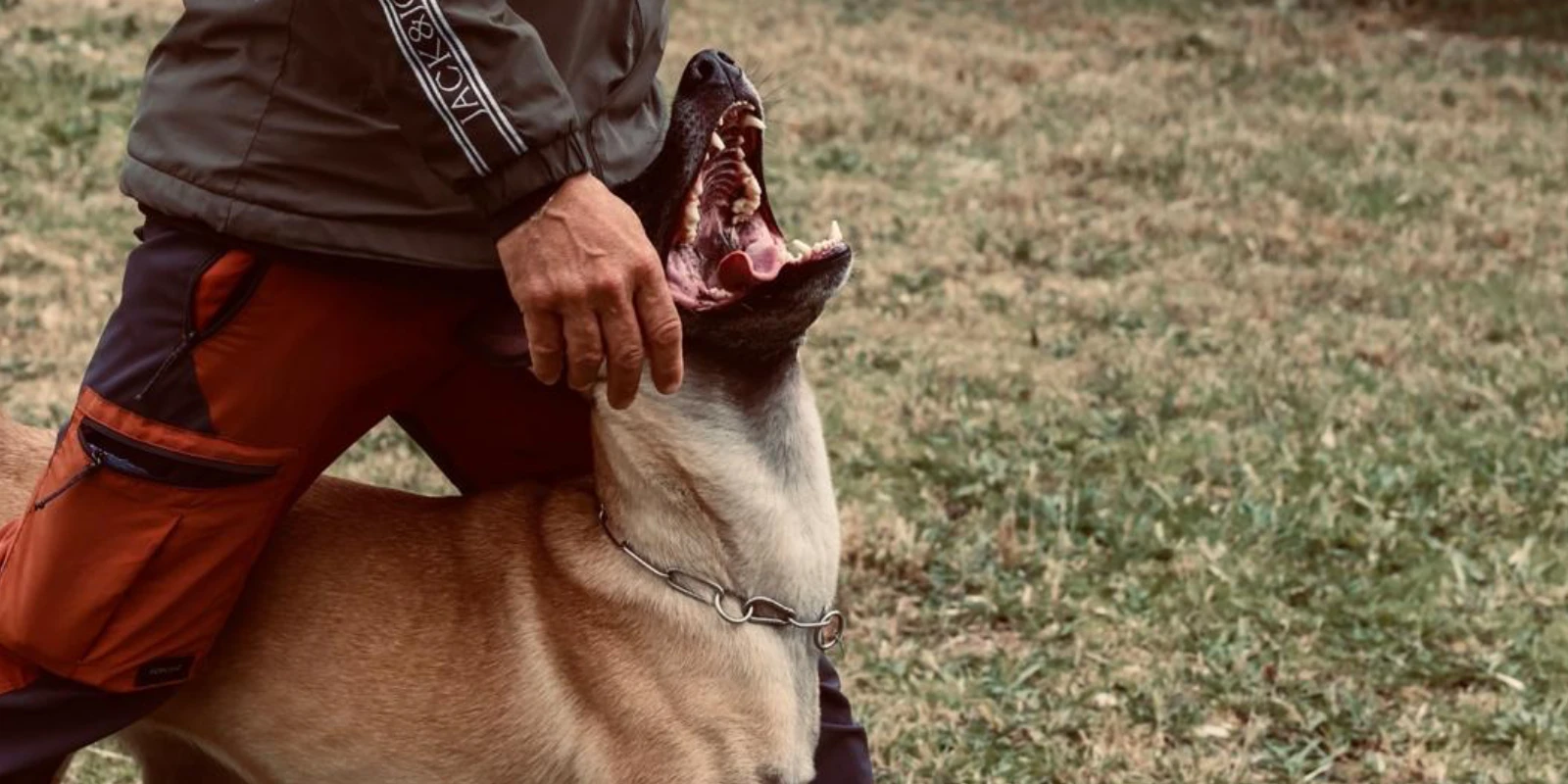 Adiestramiento Avanzado para perros en Barcelona