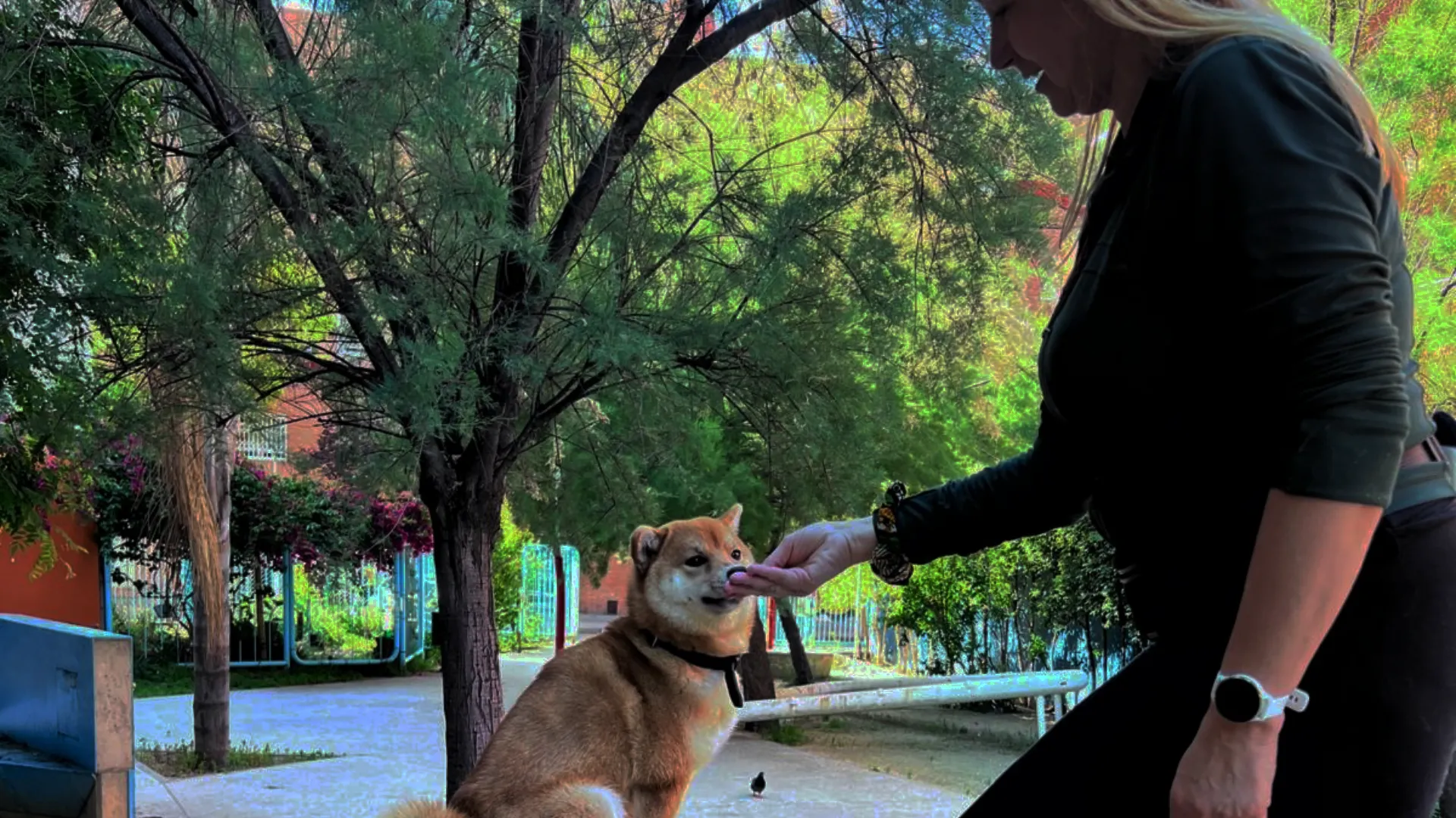 Educación para Cachorros en Barcelona
