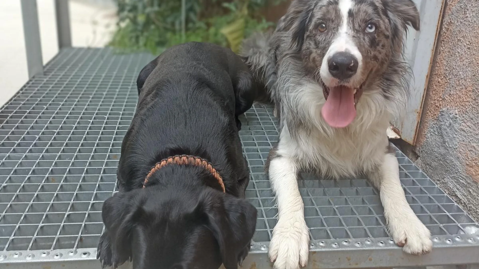 Cachorros Barcelona