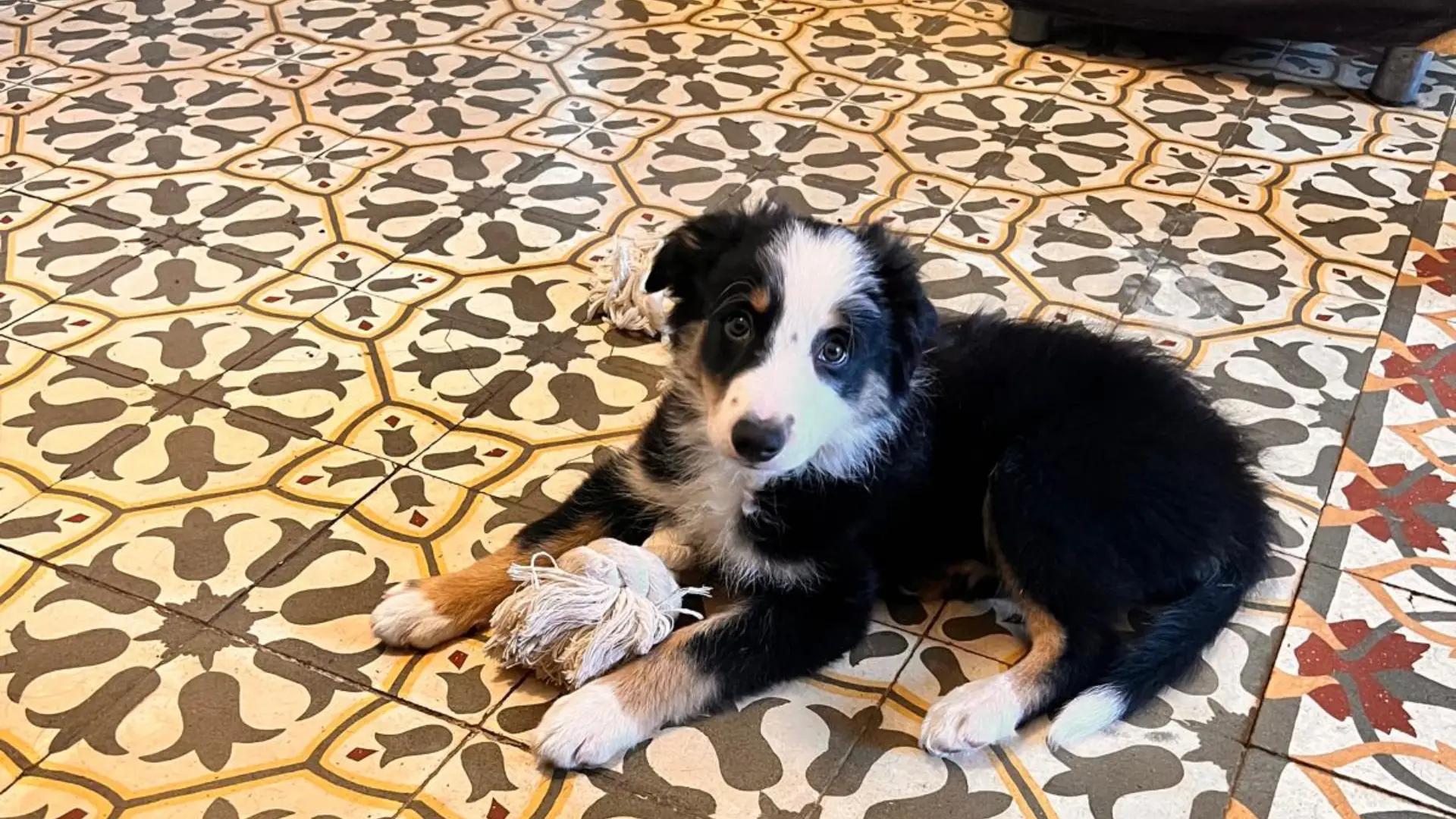 Cachorros Barcelona