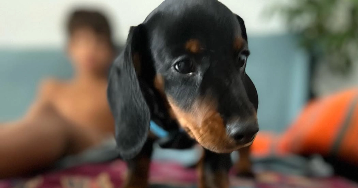 Educación Cachorros