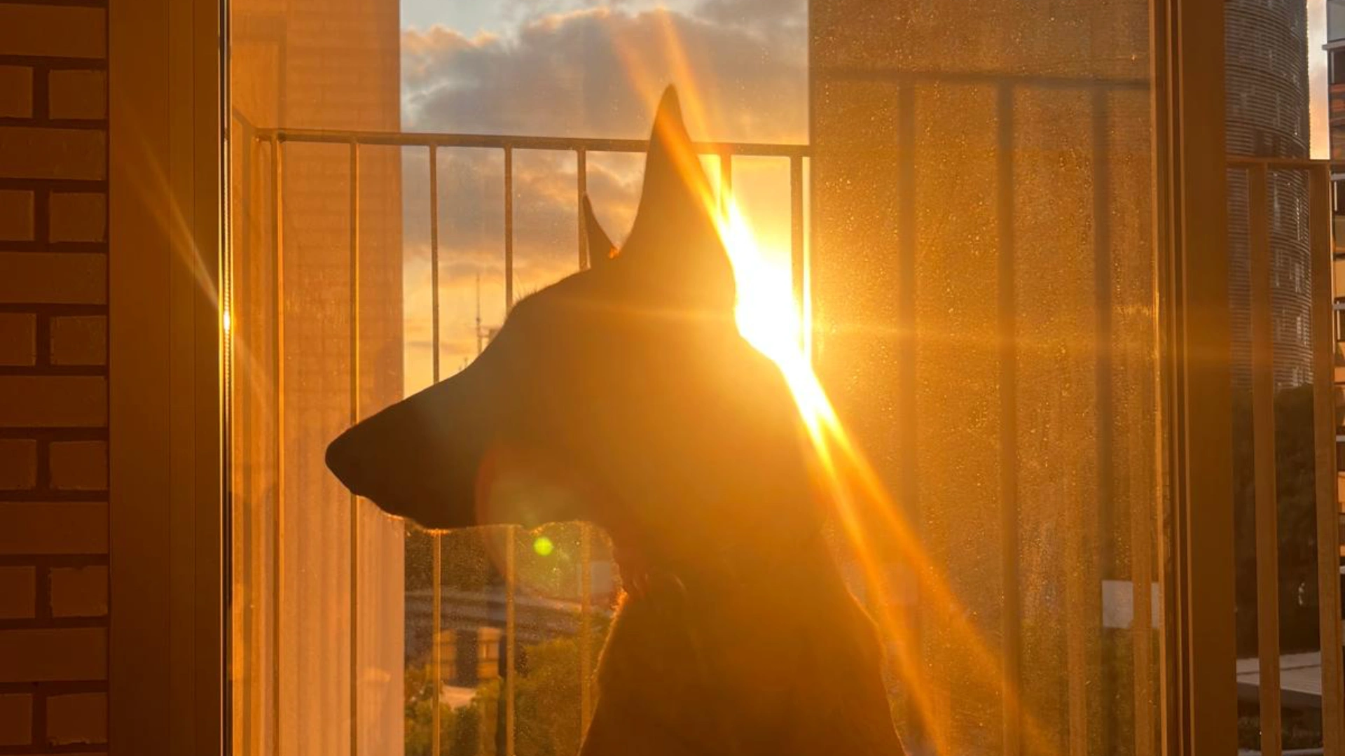 Consultoría Canina