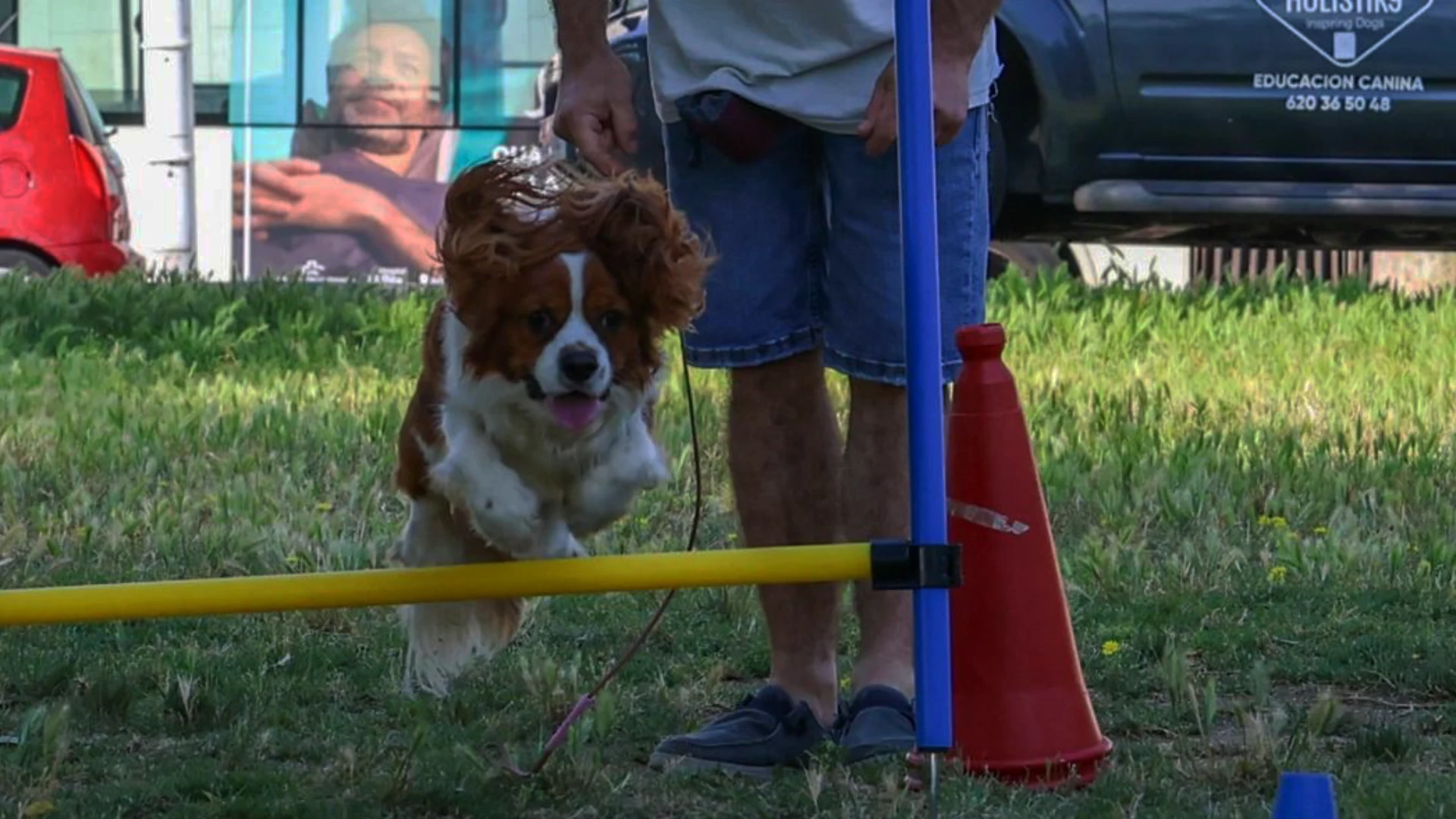 Obediencia Funcional para perros en Barcelona