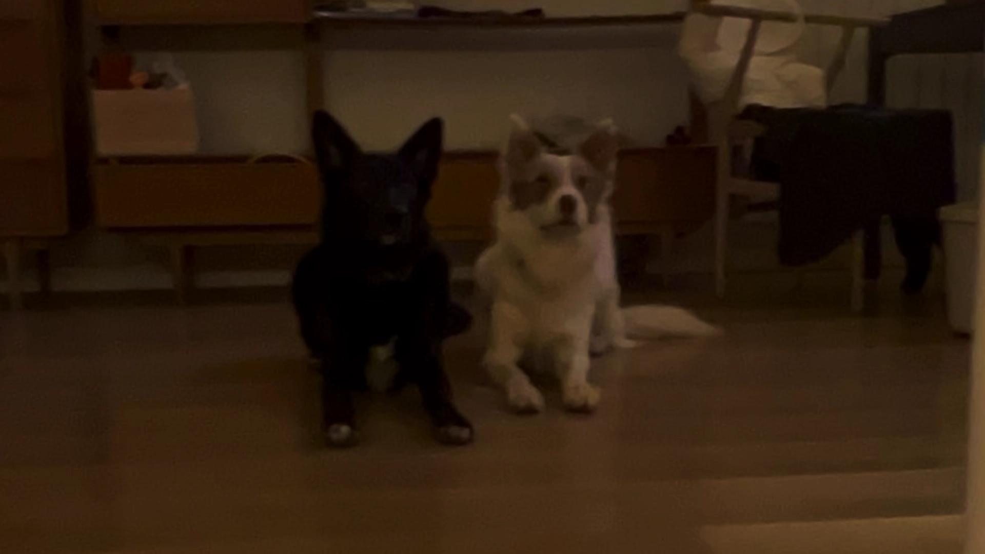 Programa Base para Cachorros en Barcelona