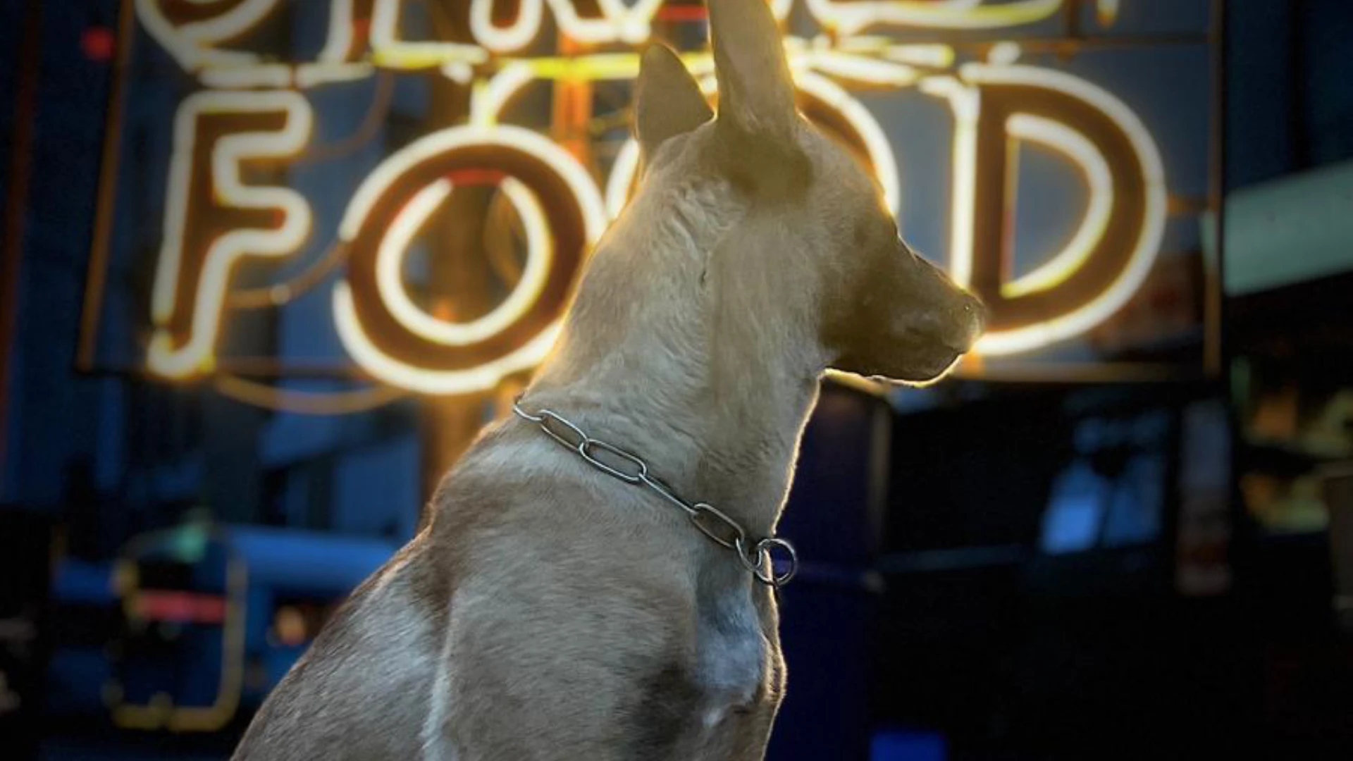 Rehabilitación Emocional para perros en Barcelona