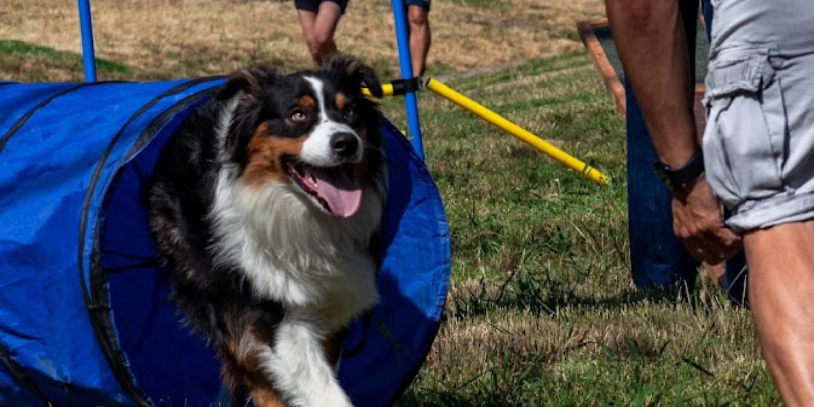 Servicios para perros en Barcelona